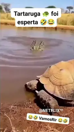 tartaruga rápida rs