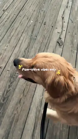 Paw-sitive Vibes