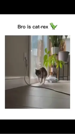 Cat-Rex