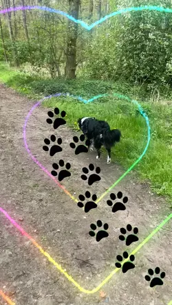 Paws