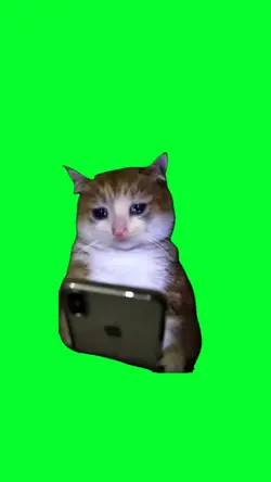 crying cat