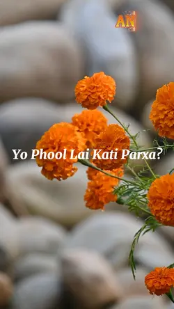 yo phool lai kati pa