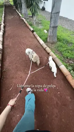 Mascota…