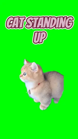 Cat standing up 