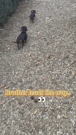 Brother Ieading..🐾