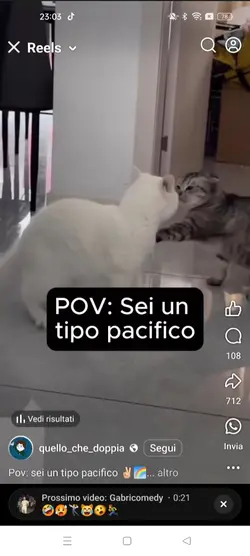 Gatti divertenti 