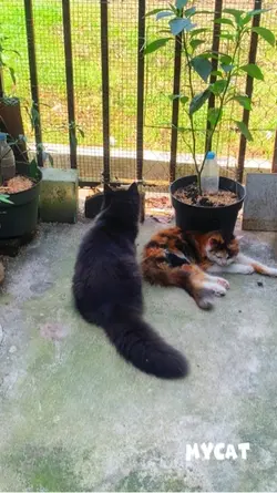 Catfunny