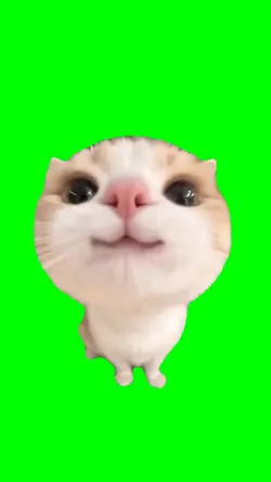 DANCE CAT