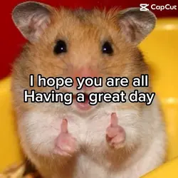 Rat