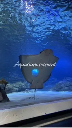 Aquarium moment