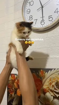 vidio kucing 