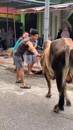 Trend Sapi Salting