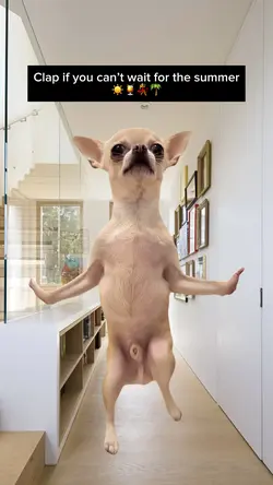 Dog Clap Dance 