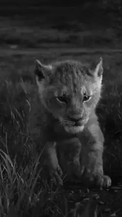 The lion king 