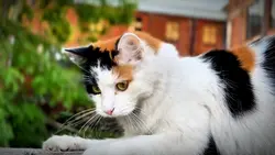 Scratch