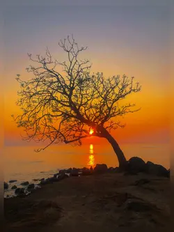 sunrise estetik