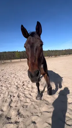 trot slowmoo 💞
