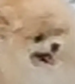 구걸  템플릿