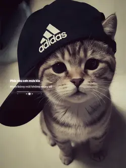 MẪU LYRICS STORY MÀU