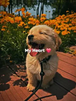Pet Love