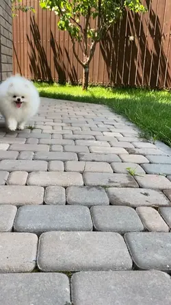 Dog Flex
