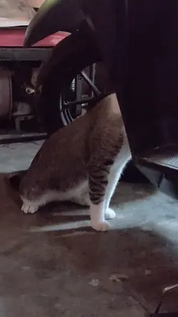 kucing lucu