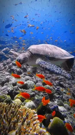 fish