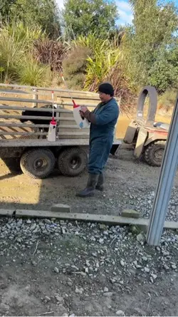 Calving season