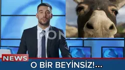 Lan bu ne 