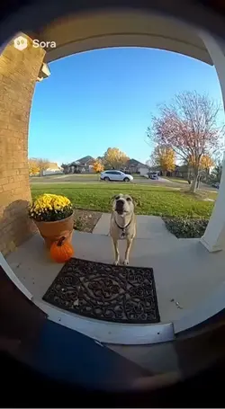 Dog 