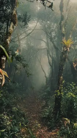 Suasana hutan 