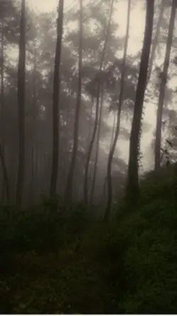 nature fog