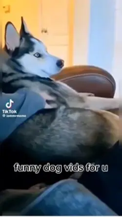 Funny vids