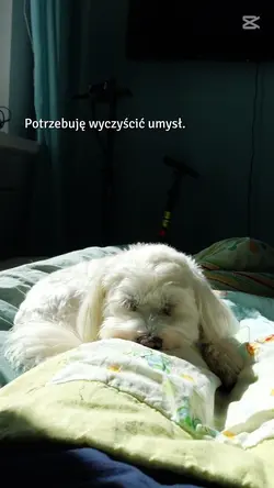 czyściutki