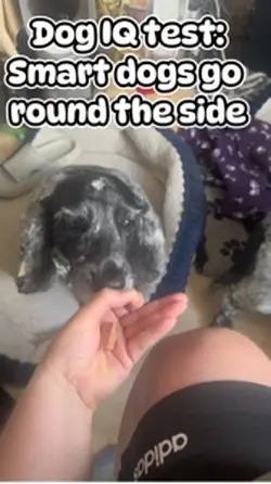 Dog IQ test 3 takes