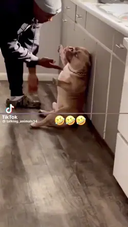 Funny dog moments