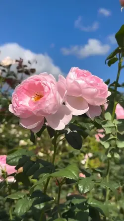 4 flowers videos