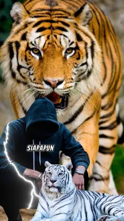 Overlay Harimau