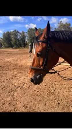 Canter >>>>>