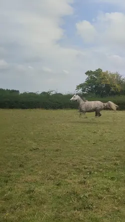galloping>>