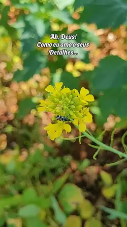 Detalhes 