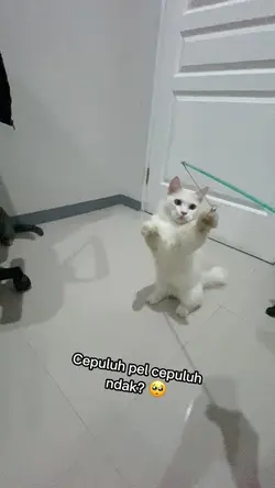 Cebelapah imut cih