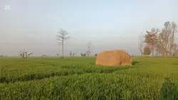 Village Evening Cine