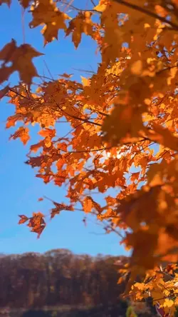 autumn 