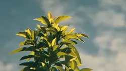 Aeshtetic Nature