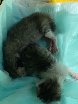 保護猫ミルクボランティアの思い出