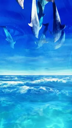DOLPHIN SKY