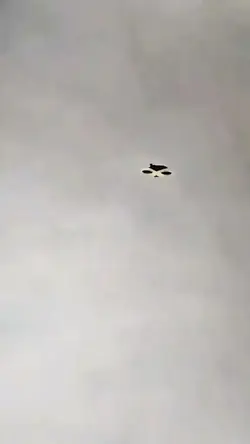 Kite song