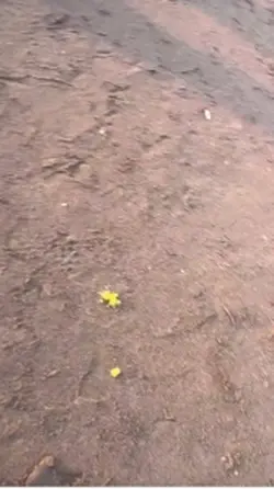 唯一 鄧紫棋