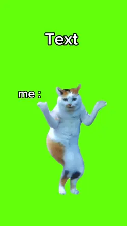 cat dance 
